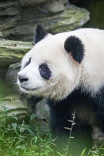Asia-China-Sichuan Province-Cheng Du-Giant Panda Art Print